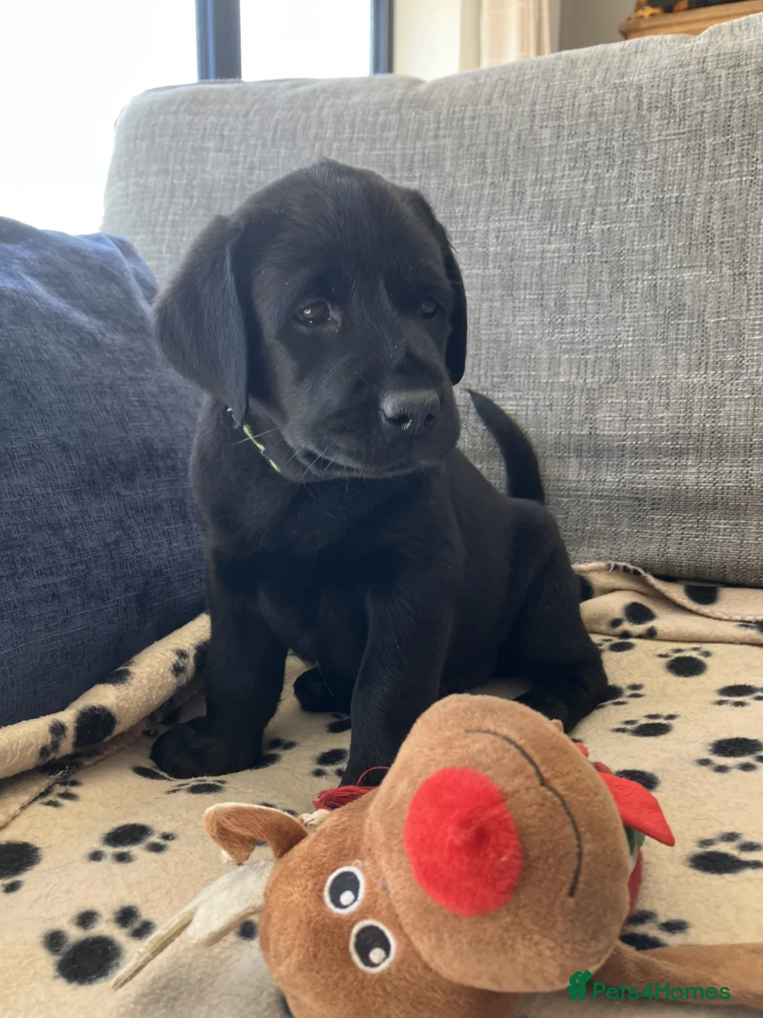 Labrador Retriever dogs for sale: CHUNKY TYPE BLACK KC REG LABRADOR PUPPIES - Advert 1