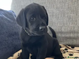 Labrador Retriever dogs CHUNKY TYPE BLACK KC REG LABRADOR PUPPIES - Advert 4