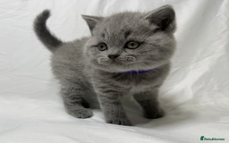British Shorthair cats for sale: Chunky British Shorthair Blue Kittens 🐱💙 - Image 36