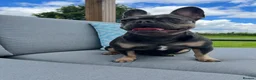 French Bulldog dogs for sale: Luxury French Bulldog Puppies for Sale - Advert 6