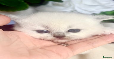 Ragdoll cats - Advert 1