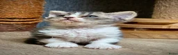 Selkirk Rex cats for sale: Gorgeous Selkirk rex kittens 😻 - Advert 8