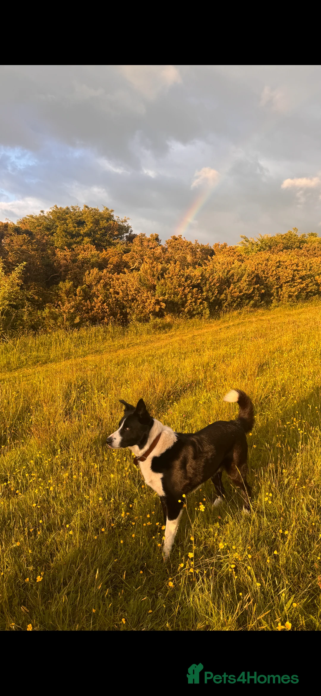 Border Collie dogs for stud: Proven Border Collie Stud | Strong Working Lines  - Advert 18