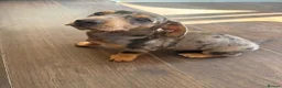 Dachshund dogs for sale: 3 male dachshund for sale  - Advert 6