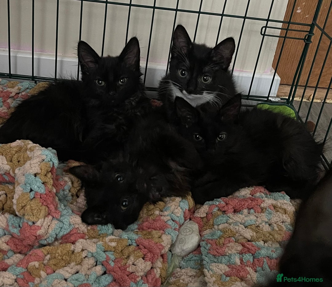 Norwegian Forest Cat cats for sale: Norwegian Forrest kittens 🐈‍⬛  - Image 1