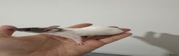 Rat rodents for sale: Baby rats dwarf and nude - Advert 9