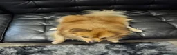 German Spitz dogs for sale: German spitz  - Advert 7