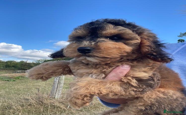 Cockapoo dogs - Advert 3