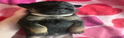Mixed Breed dogs for sale: Beautiful Belgium Malinois cross puppy’s for sale  - Advert 21