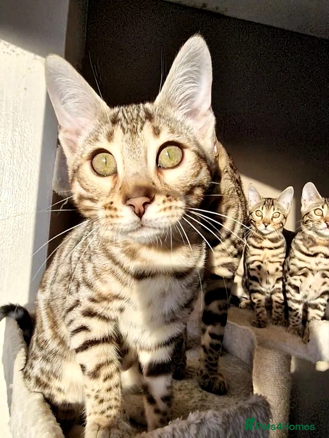 Gallery Image {{count}}