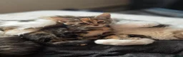 Mixed Breed cats for sale: Tabby kittens  - Advert 12