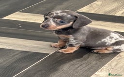 Dachshund dogs for sale: 7 beautiful dachshund baby’s  - Image 14