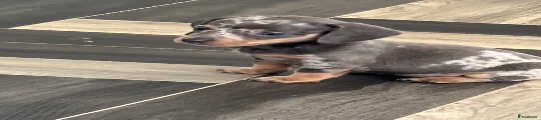 Dachshund Puppy 5