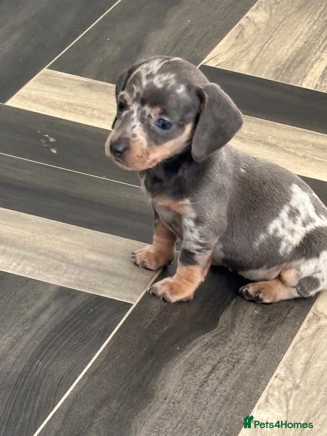 Dachshund dogs for sale: 7 beautiful dachshund baby’s  - Image 14