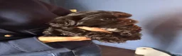 Malshi dogs for sale: Malshi beautiful fur babies.  - Advert 3
