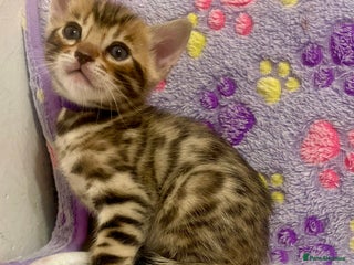 Bengal cats Beautiful Bengal Kittens - Advert 5