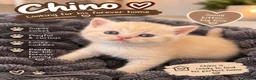 Mixed Breed cats for sale: 5 beautiful kittens READY NOW Scottish fold x BSH  - Advert 3