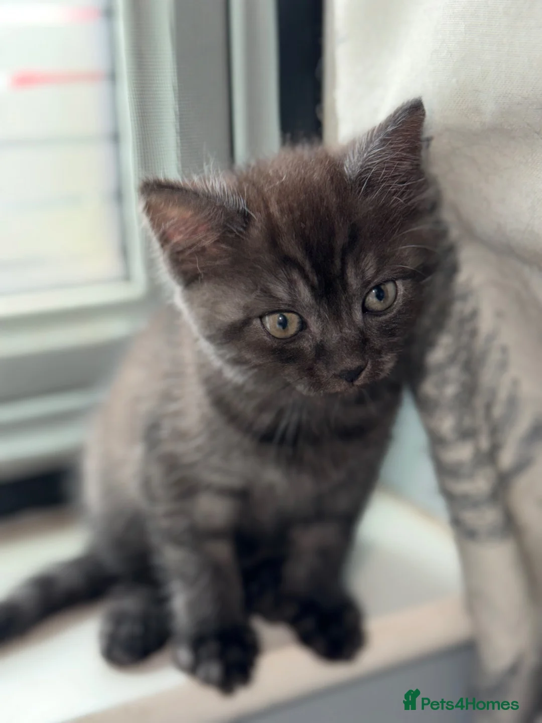 Mixed Breed cats for sale: Domestic x British short hair kitten - Advert 2