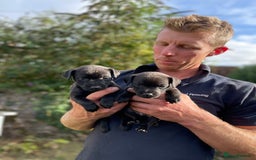 Patterdale Terrier dogs for sale: Patterdale puppies - Image 1