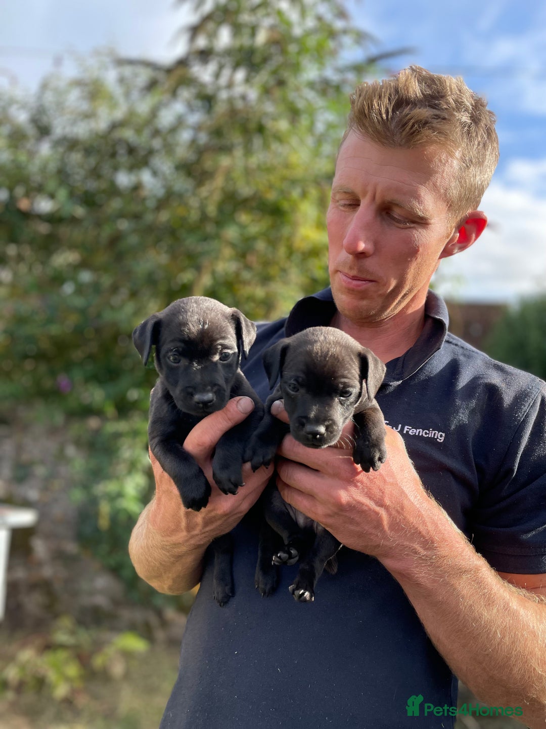 Patterdale Terrier dogs for sale: Patterdale puppies - Image 1