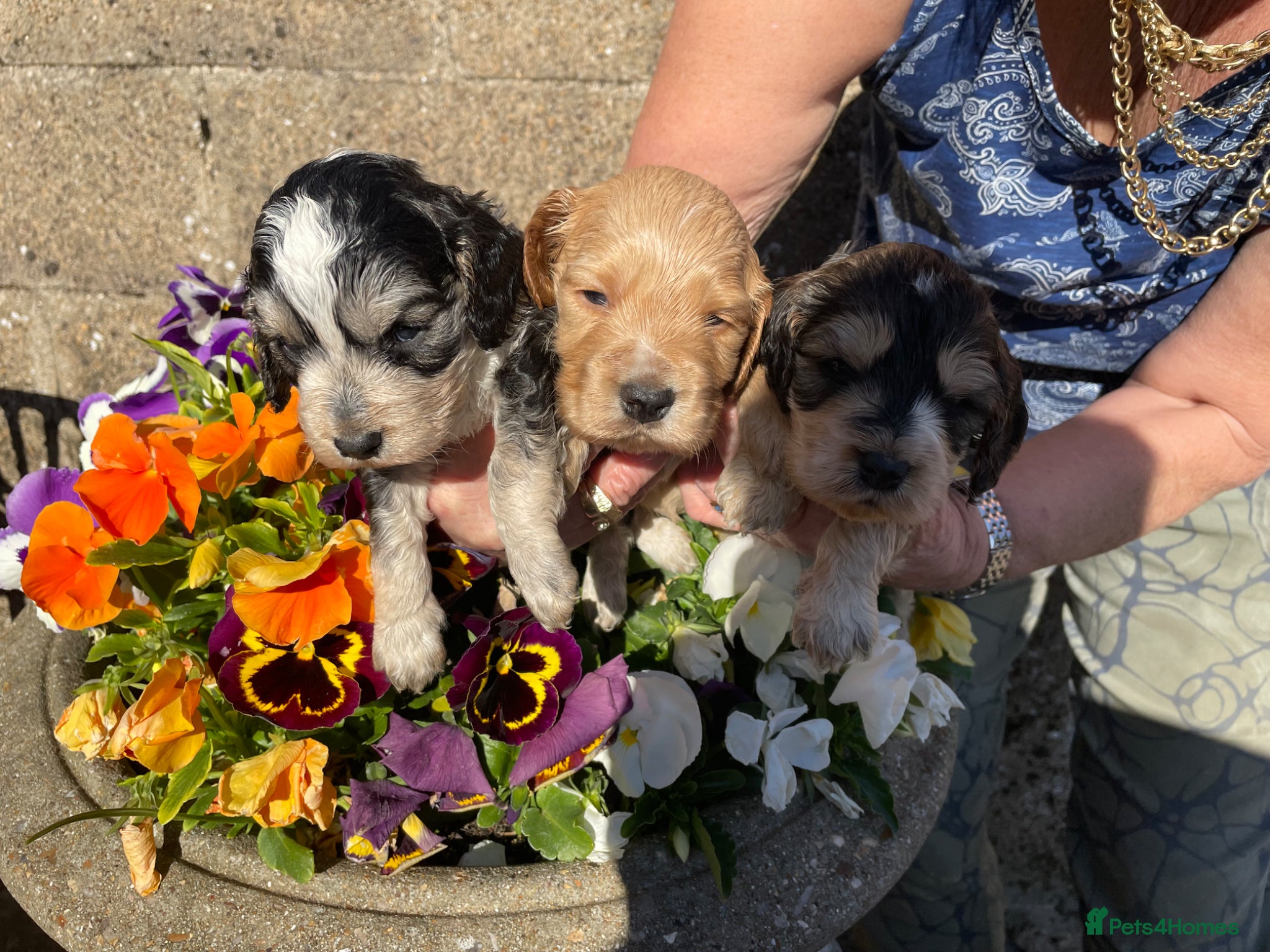 Cockapoo dogs COCKERPOO PUPS FROM 5 STAR LICENSED HOME BREEDER - Advert 1