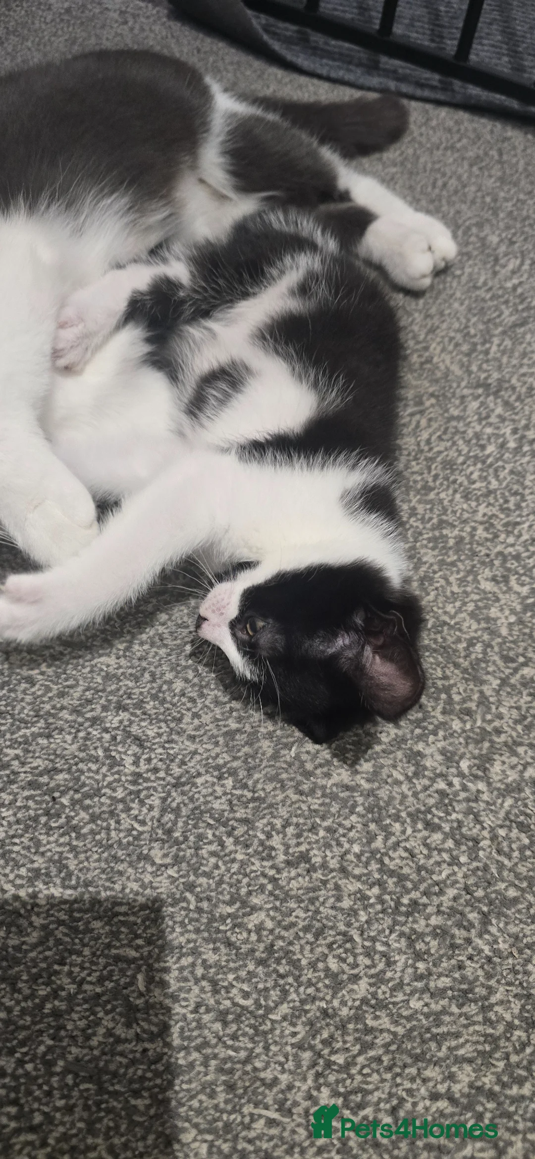 Mixed Breed cats for sale: Black and white male ready to go  - Advert 4