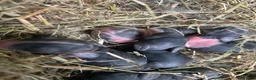Mixed Breed rabbits for sale: Adorable baby bunnies black and white  in Newport Pagnell - Advert 8