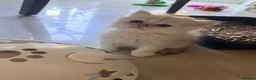 Persian cats for sale: Healthy dollface luxurious chinchilla Persians  - Advert 5