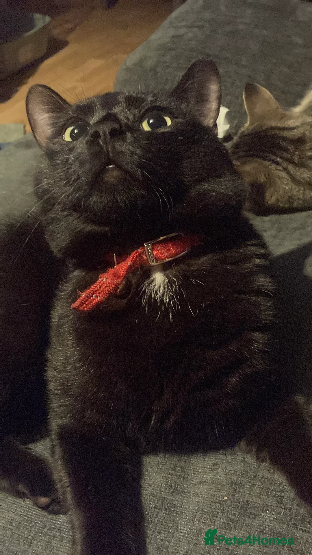 Bombay cats for sale: 🌸 Female Cat Looking for a New Home 🌸 - Advert 13