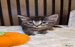 Ragdoll cats for sale: 🌙 Grey Ghost Kittens🎃 – Ragdoll × Tabby 🐾 - Image 23