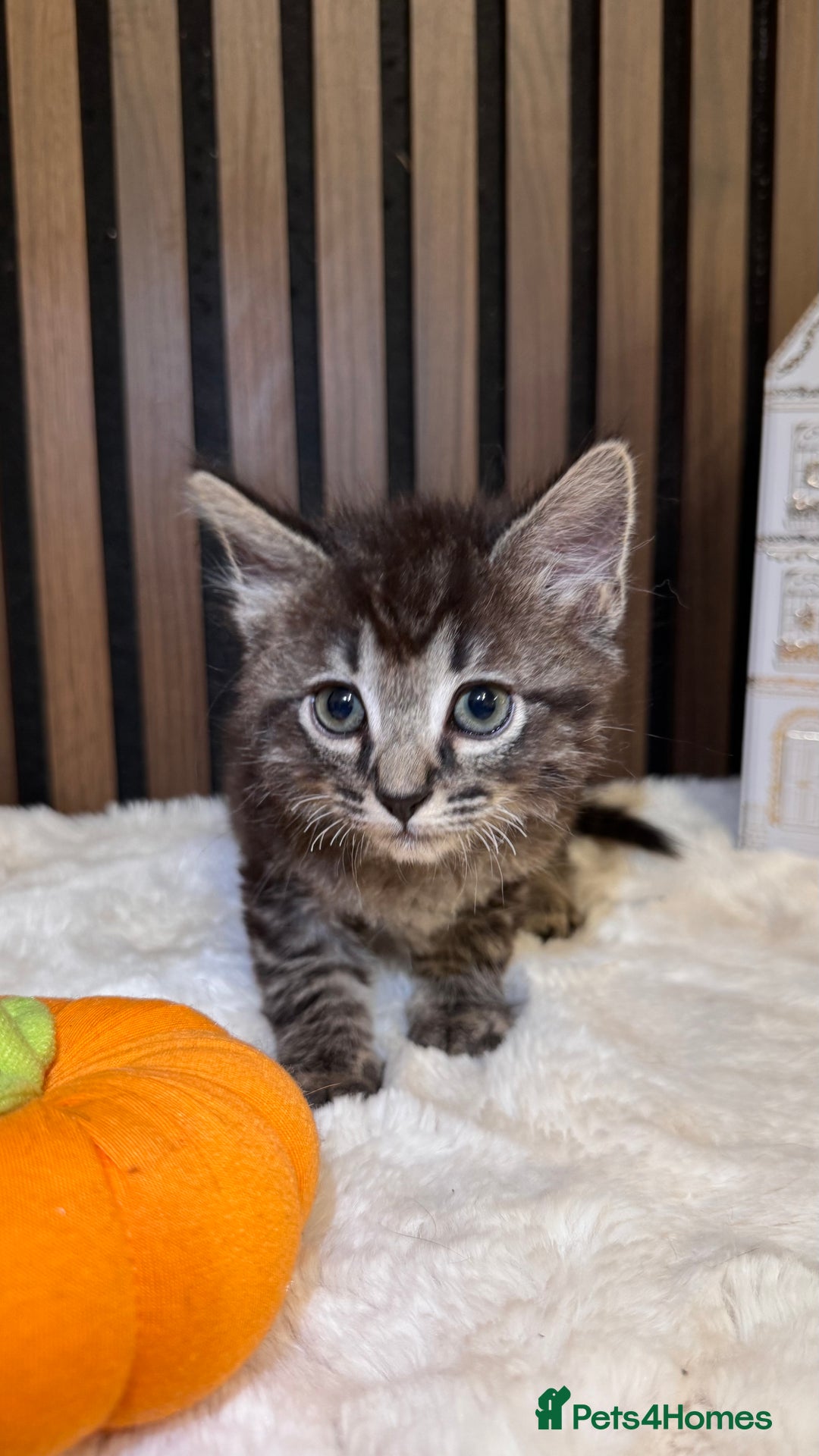 Ragdoll cats for sale: 🌙 Grey Ghost Kittens🎃 – Ragdoll × Tabby 🐾 - Image 23