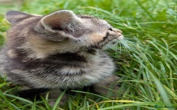 European cats for sale: Beautiful, friendly and playful kittens - Image 18
