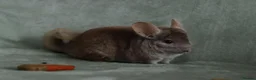 Chinchilla rodents for sale: HomoBeige Chinchilla Kit - Advert 5