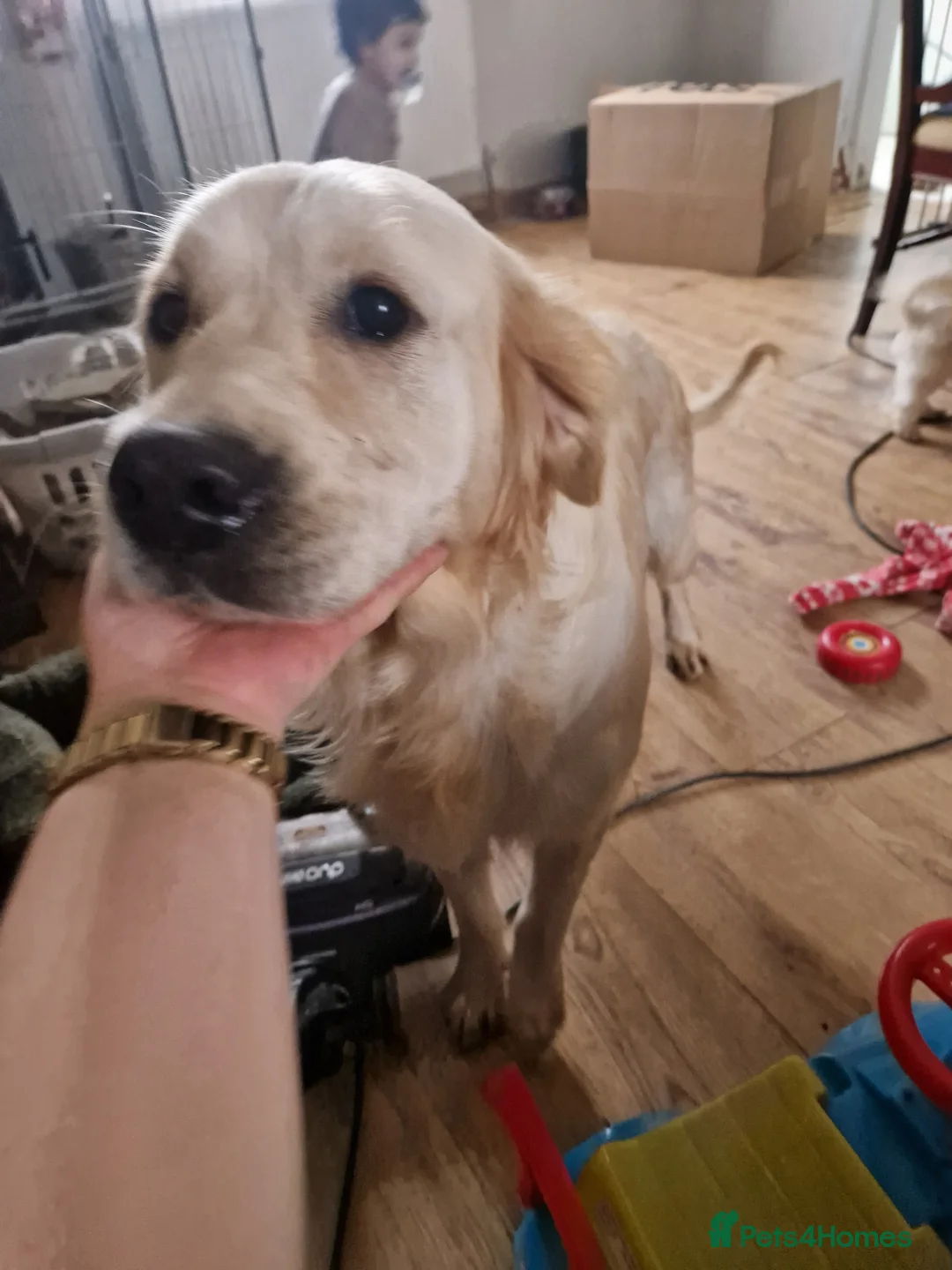 Golden Retriever dogs for sale: Kc Golden Retriver - Advert 1