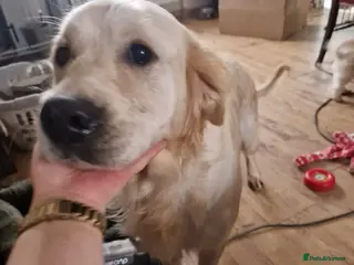 Golden Retriever dogs Kc Golden Retriver - Advert 1