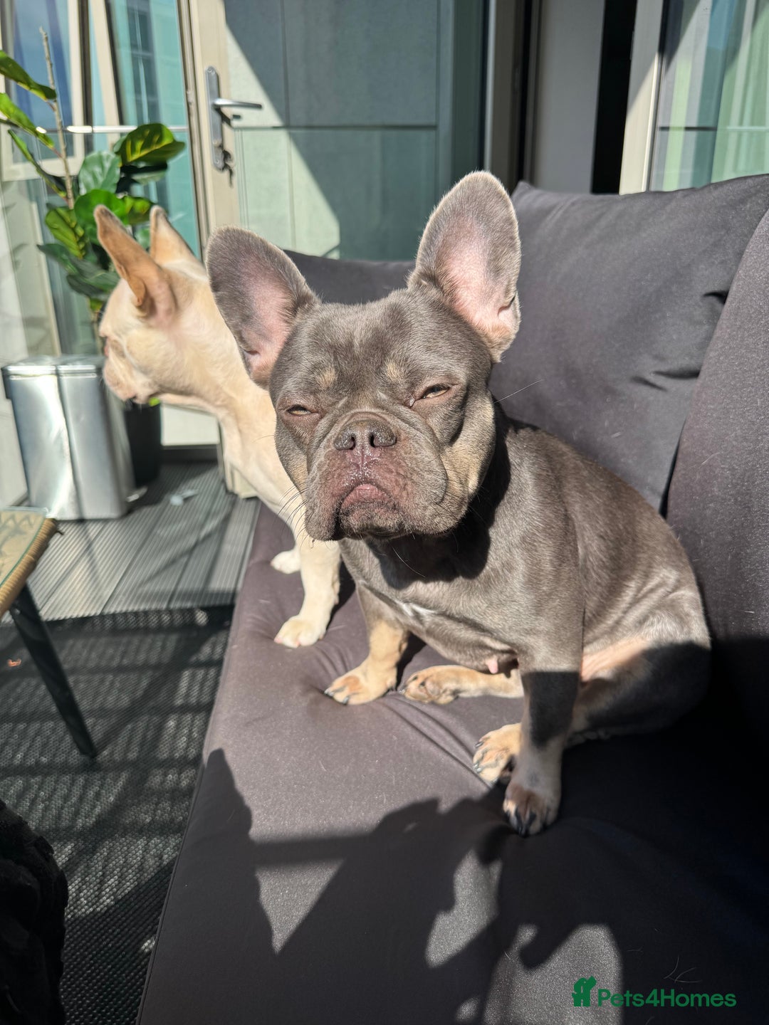 French Bulldog dogs for sale: Fluffy Carriers testable French Bulldogs - Image 3
