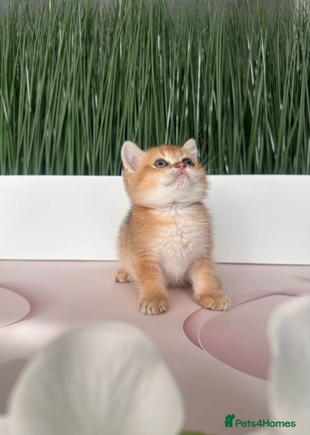 Scottish Fold cats for sale: Adorable pedigree kittens - Image 8