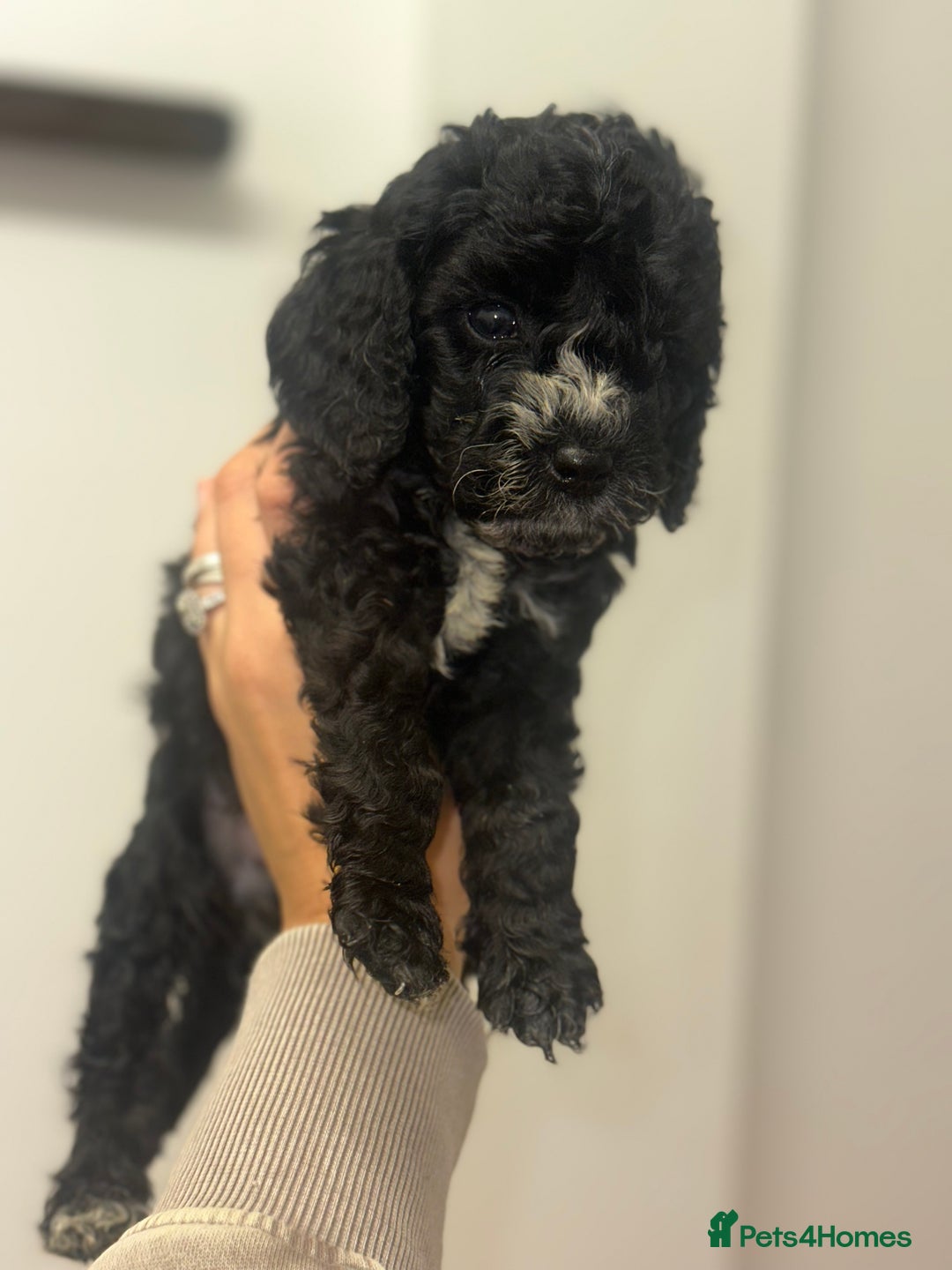 Cockapoo dogs for sale: Beautiful mixed Merle F2B Cockapoos  - Advert 28