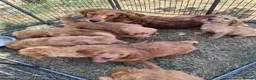 Mini Goldendoodle dogs for sale: F1 Fully Healthy Tested Goldendoodles  - Advert 1