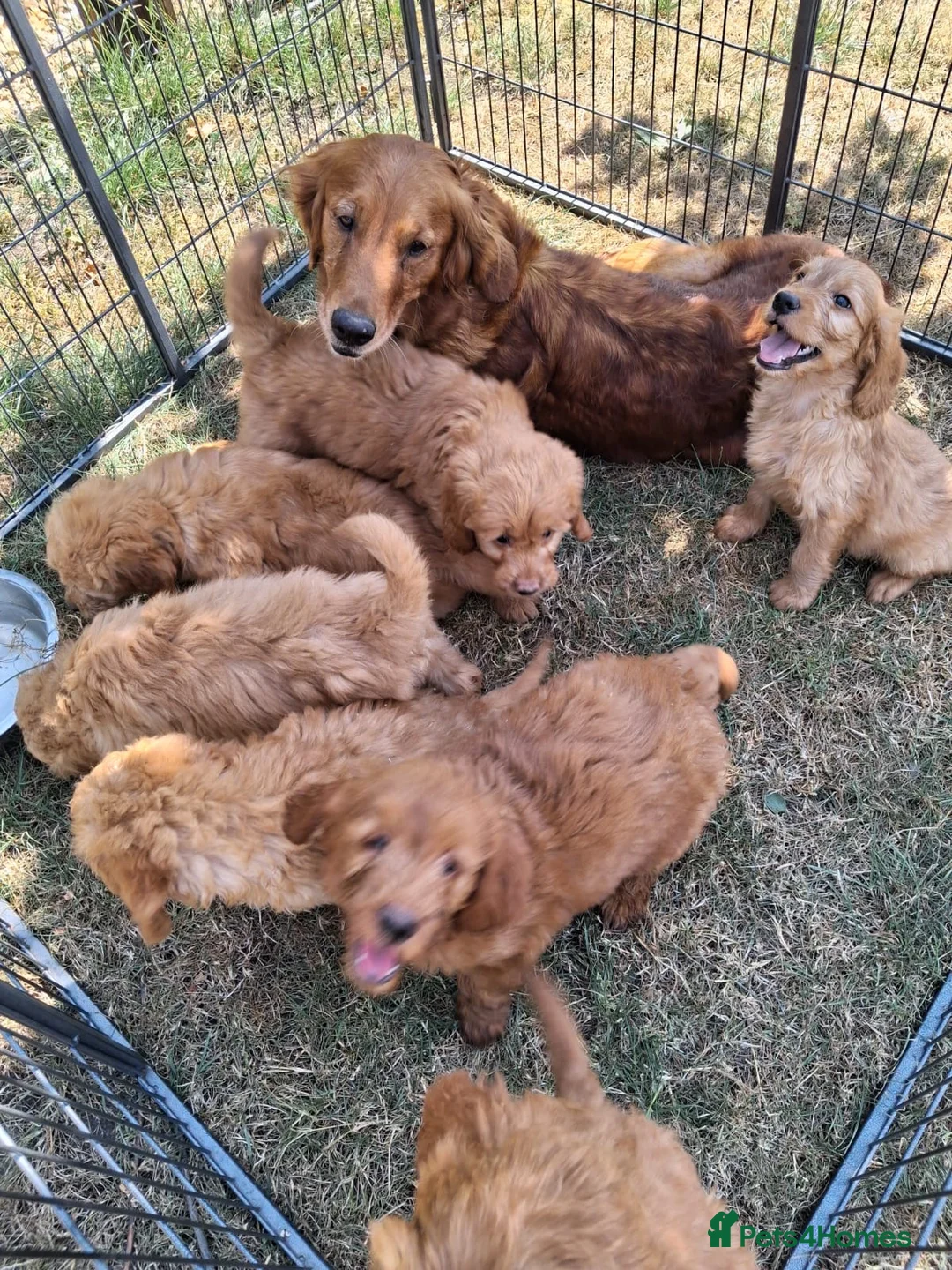 Mini Goldendoodle dogs for sale: F1 Fully Healthy Tested Goldendoodles  - Advert 1
