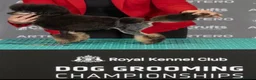 Toy Poodle dogs for sale: 3 Stunning Phantom KC Toy Poodle Puppies - Advert 9