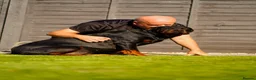 Rottweiler dogs for sale: Stunning Rottweiler pups in Clacton-on-Sea - Advert 13