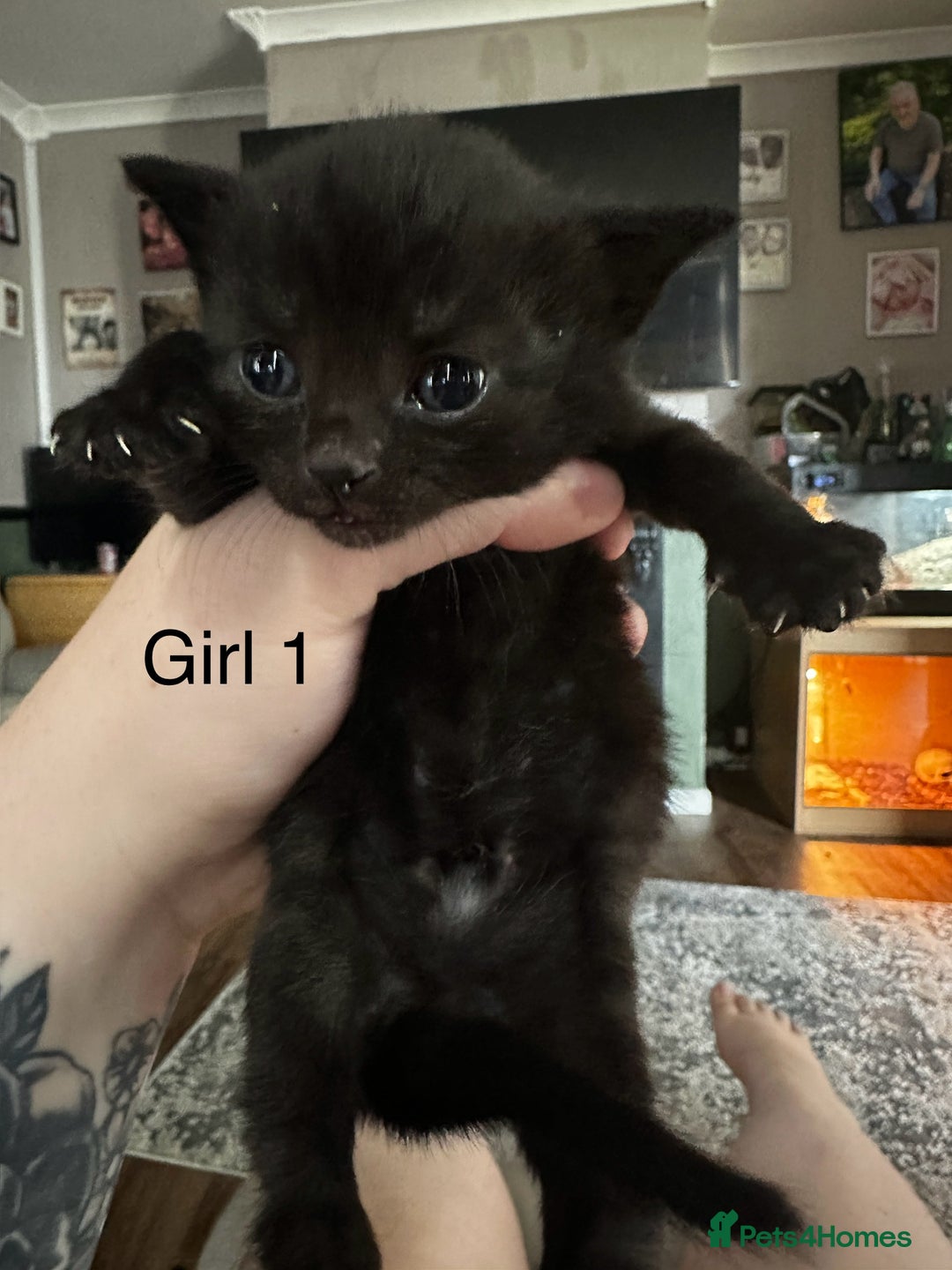 British Shorthair cats for sale: 5 black & Tabby kittens for Sale  - Image 2