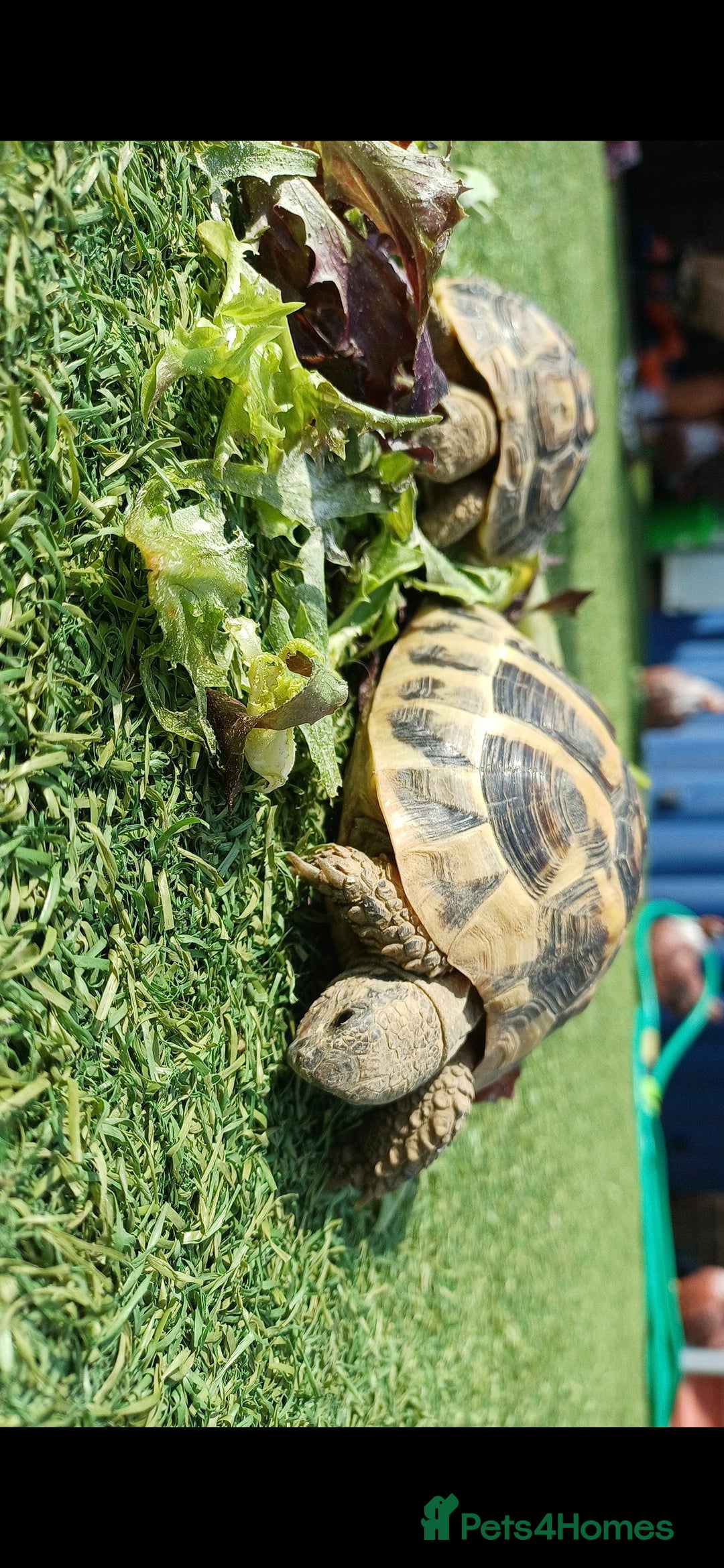 Tortoise reptiles for sale: 3 Year Old Hermann Tortoise - Advert 1