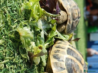 Tortoise reptiles 3 Year Old Hermann Tortoise - Advert 1
