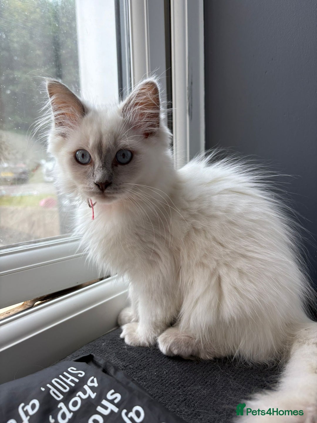 Ragdoll cats for sale: 2 Loving Ragdoll males - Image 7