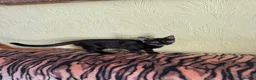 Mixed Breed cats for sale: 4 Beautiful Kittens in Erith - Advert 28