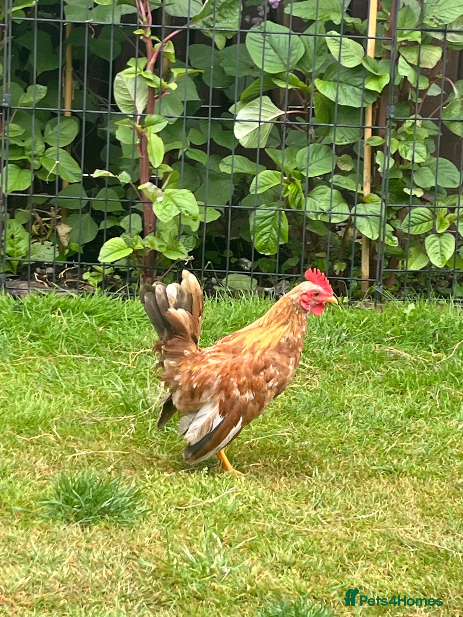 Chickens poultry Serama cockerel - Advert 1