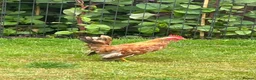 Chickens poultry for sale: Serama cockerel - Advert 1