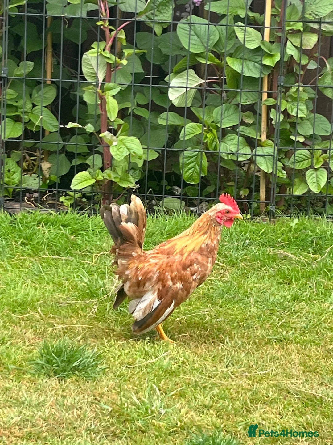 Chickens poultry for sale: Serama cockerel - Advert 1